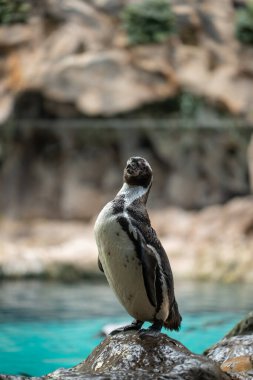 Hayvanat bahçesinde suya yakın küçük sevimli bir penguen. Yüksek kaliteli resim