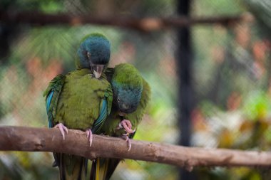 Hayvanat bahçesinde ya da doğada iki mavi başlı papağan kuşu. Yüksek kalite fotoğraf