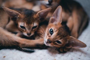 Güzel kahverengi kedi yavrularına yakın çekim ya da sevimli evcil hayvanlar konforlu kulübede uyur ve dinlenirler.