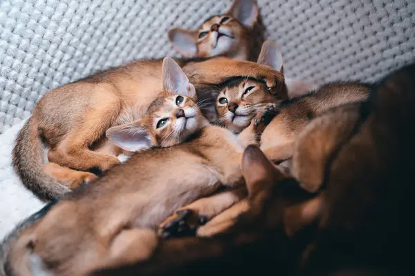 closeup of lovely brown kitties or adorable domestic animals sleep and rest in comfort lodge