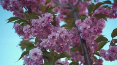 Japon güzel pembe sakura çiçeği güneşli bir günde çiçek açıyor. Yüksek kaliteli görüntüler