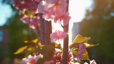 Japon güzel pembe sakura çiçeği güneşli bir günde çiçek açıyor. Yüksek kaliteli görüntüler