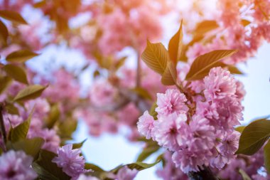 Japon güzel pembe sakura çiçeği güneşli bir günde çiçek açıyor. Yüksek kalite fotoğraf