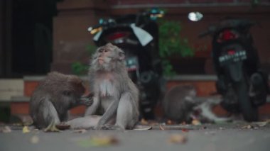 Komik maymunlar birbirlerinin tüylerinde pireleri arar.