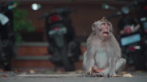 Humorous Apes Search Fleas Fur Each Other — Stock Video