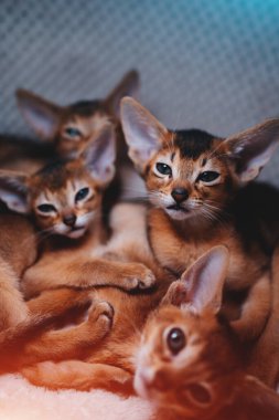 Güzel kahverengi kediler ya da sevimli evcil hayvanlar konforlu kulübede uyur ve dinlenirler.