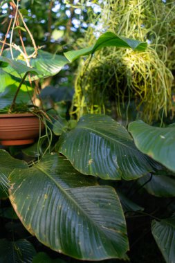 Botanik bahçesindeki saksıda yeşil fildişi bitkisi. Yüksek kalite fotoğraf