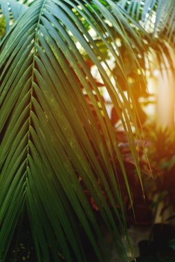 Yağmur ormanlarındaki ya da botanik bahçesindeki palmiye yaprakları. Yüksek kalite fotoğraf