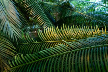 Yağmur ormanlarındaki ya da botanik bahçesindeki palmiye yaprakları. Yüksek kalite fotoğraf