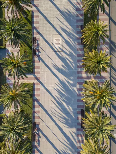 Красивая Аллея Видом Пальмы Воздуха Пешеходная Улица Видом Беспилотник Закате Стоковое Изображение