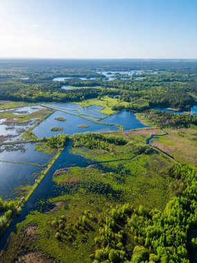 beautiful artificial lake in green forest, serene fishing pond and swamp, fishery and hunting industry, aerial top view, Osowek Poland. High quality photo clipart