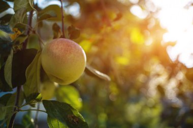 Güzel olgun elma meyveleri ağaçlarda dallanır yaz güneşinde yeşil bahçede.