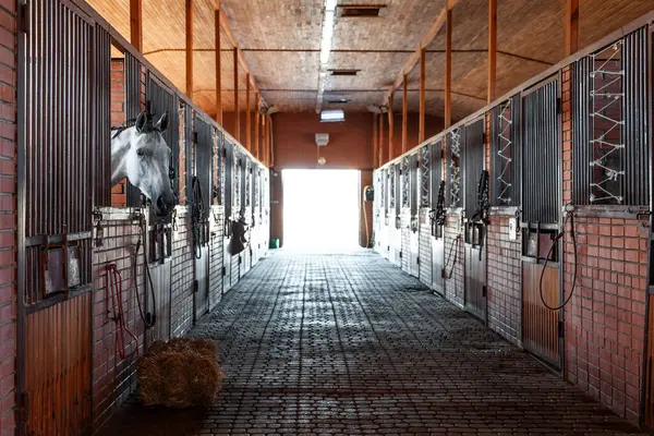 Ahırlarında atlar olan bir at ahırında bir binicilik merkezinde, ahırda bir kısrak. Yüksek kalite fotoğraf