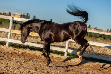 güçlü siyah atlı aygır güneşli bir günde arenada koşuyor ve zıplıyor, kaslı at. Yüksek kalite fotoğraf