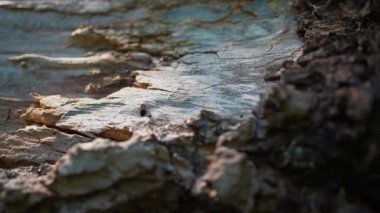 Eski ölü ağaç gövdesinin yakın çekim dokusu, makro ahşap arka plan 4k. Yüksek kalite 4k görüntü