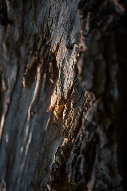 Ölü, kurumuş ağaç gövdesinin yakın çekim dokusu, makro ahşap arka plan. Yüksek kalite fotoğraf