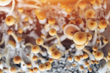 Büyüme kutusundaki terapist için tıbbi halüsinojen psilocyn mantarı.