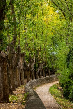 Parktaki parlak goldern ağaçlarının arasından geçen patika rengarenk sonbahar sezonu, halka açık park ortamı, Soria, İspanya. Yüksek kalite fotoğraf