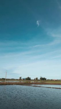 Hoi An Vietnam 'daki sel basmış ricefields' ın havadan görünüşü, verimli tarım ve dingin doğa, su basmış tarım arazilerinin insansız hava aracı görüntüsü, canlı ekosistem ve sakin manzara, 4k dikey video. Yüksek kaliteli görüntüler