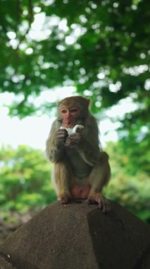 Ormanda hindistan cevizi çiğneyen maymun, vahşi merak ve tropikal tazelik, ormanda hindistan cevizi yiyen primat, 4k dikey video. Yüksek kaliteli görüntüler