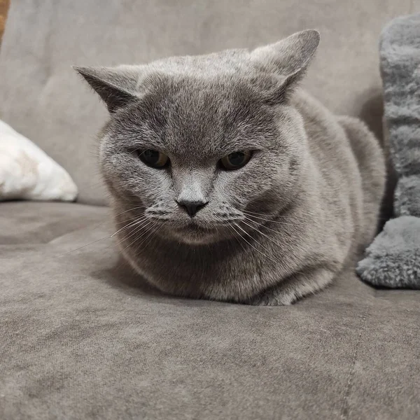 Gray British Cat Sits Gray Sofa — Stock Photo, Image