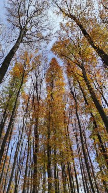 Sonbahar ormanında ağaçların tepeleri
