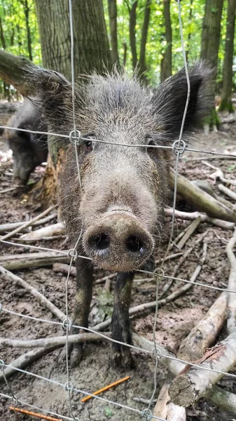 Wild Gray Boar Looks Fence Close Muzzle — Stock Photo, Image