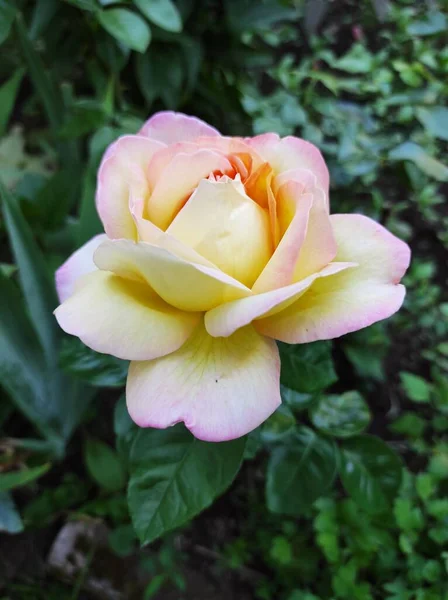Желтая Розовая Роза Летом Крупным Планом — стоковое фото