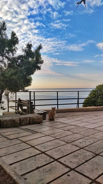 Όμορφη Θέα Στη Θάλασσα Μια Γάτα Πρώτο Πλάνο — Φωτογραφία Αρχείου