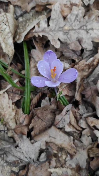 Ormanda tarla faresi