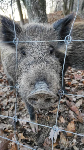 檻の中でかわいい豚のクローズアップショット — ストック写真