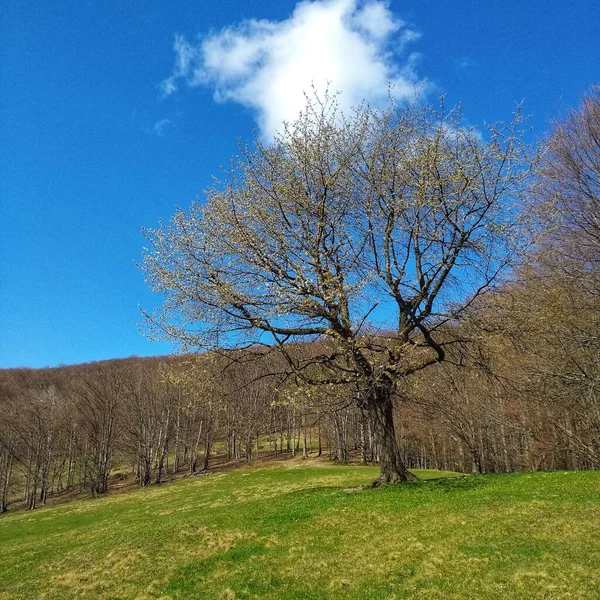 Güzel bir manzara Ağacı ve mavi gökyüzü
