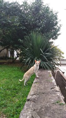 Kedi sokakta oturuyor.