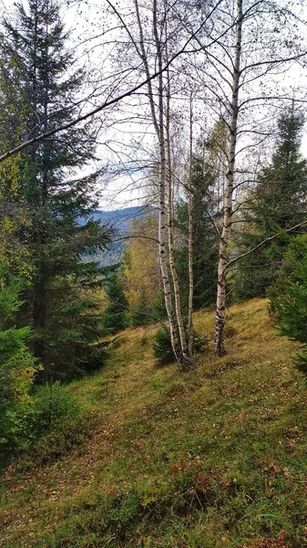 Waldlandschaft Den Bergen — Stockfoto