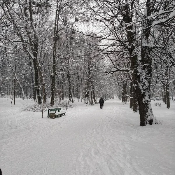 Zimowy Park Śniegiem Drzewami — Zdjęcie stockowe