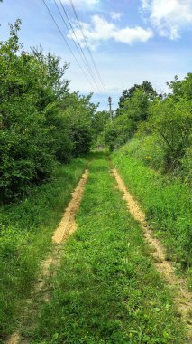 Ormanda güzel bir yol