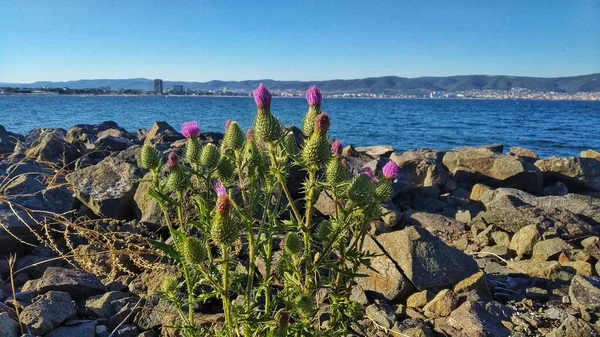 Schöne Blumen Meeresufer — Stockfoto
