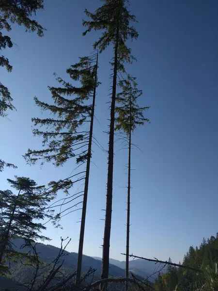 Ormanın güzel manzarası