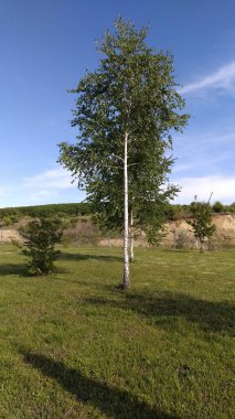 Güzel huş ağacı çimlerin ve mavi gökyüzünün arka planında