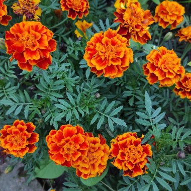 Bahçedeki güzel sarı çiçekler. Çiçekteki arı.