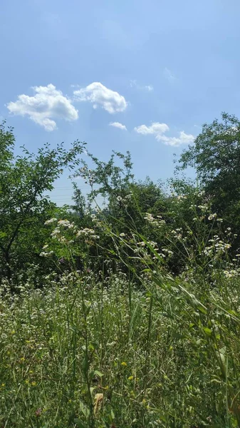 木々と青空が広がる美しい夏の風景縦の写真 — ストック写真