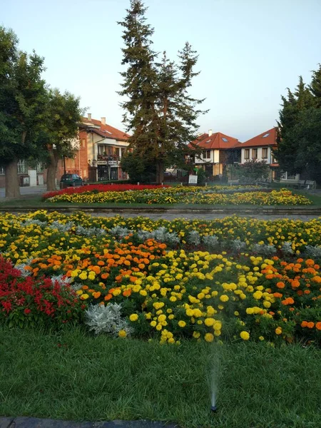 Belles Fleurs Dans Jardin Vieille Ville Nessebar Bugaria — Photo