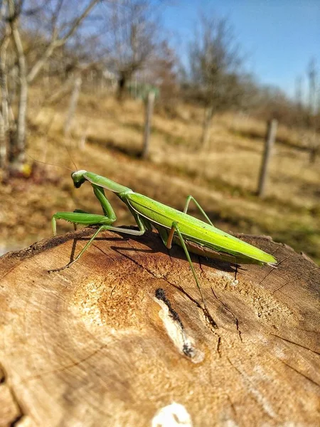 Ağaç gövdesinde bir peygamber devesi böceğinin ölümü