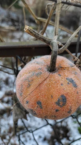 Detailní Dekorativní Dýně Zimní Zahradě — Stock fotografie