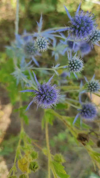 Beautiful Blue Prickly Flowers Meadow — Stock Photo, Image