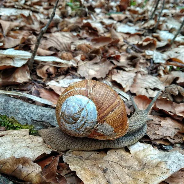 숲에서 달팽이 클로즈업 — 스톡 사진