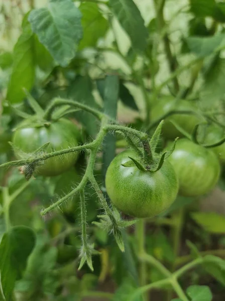 Grüne Tomatenfrüchte Auf Einem Strauch Aus Nächster Nähe — Stockfoto