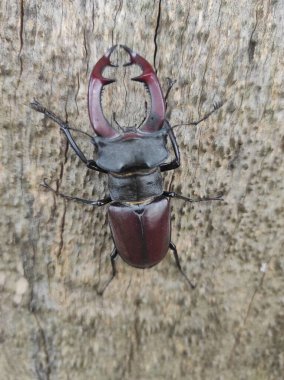 Ağaç kabuğunda bir geyik böceğinin yakın çekimi. Böceğin detaylı çene kemikleri ve parlak koyu dış iskeleti açıkça görülebilir olup doğal dokusunu ve vahşi yaşam alanını vurgular.