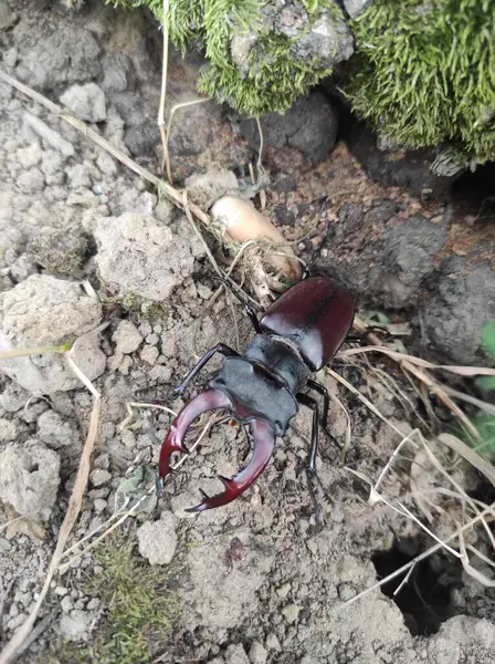 Ağaç kabuğunda bir geyik böceğinin yakın çekimi. Böceğin detaylı çene kemikleri ve parlak koyu dış iskeleti açıkça görülebilir olup doğal dokusunu ve vahşi yaşam alanını vurgular.