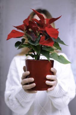 Beyaz kazaklı bir kadın elinde Noel çiçekli bir tencere ve mesaj için yer tutuyor. Noel için hazırlık. Geleneksel Noel çiçeği